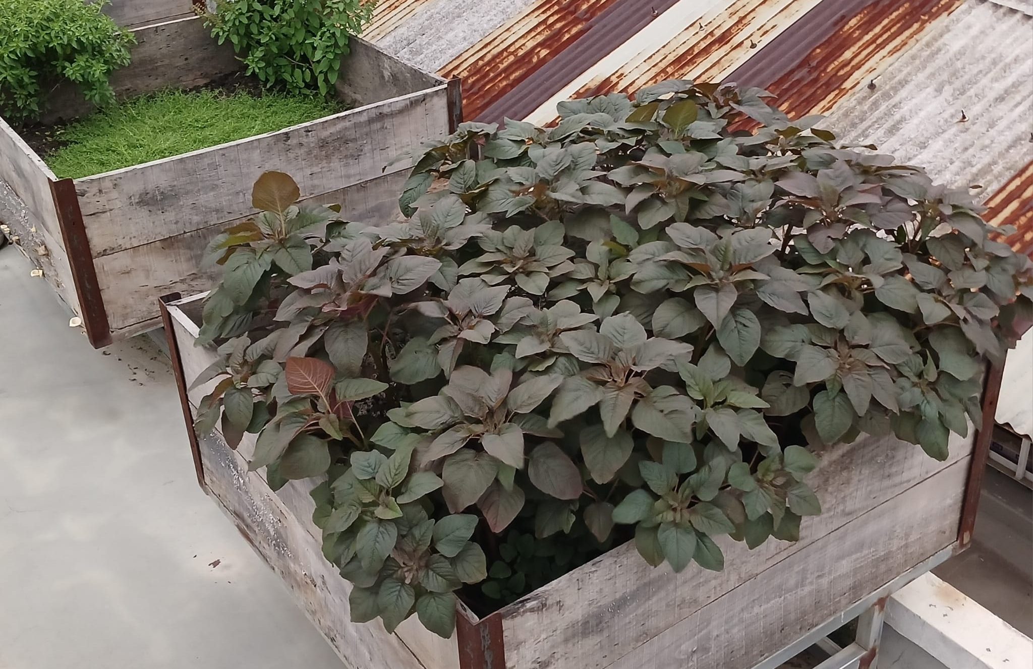 rooftop gardening (11)