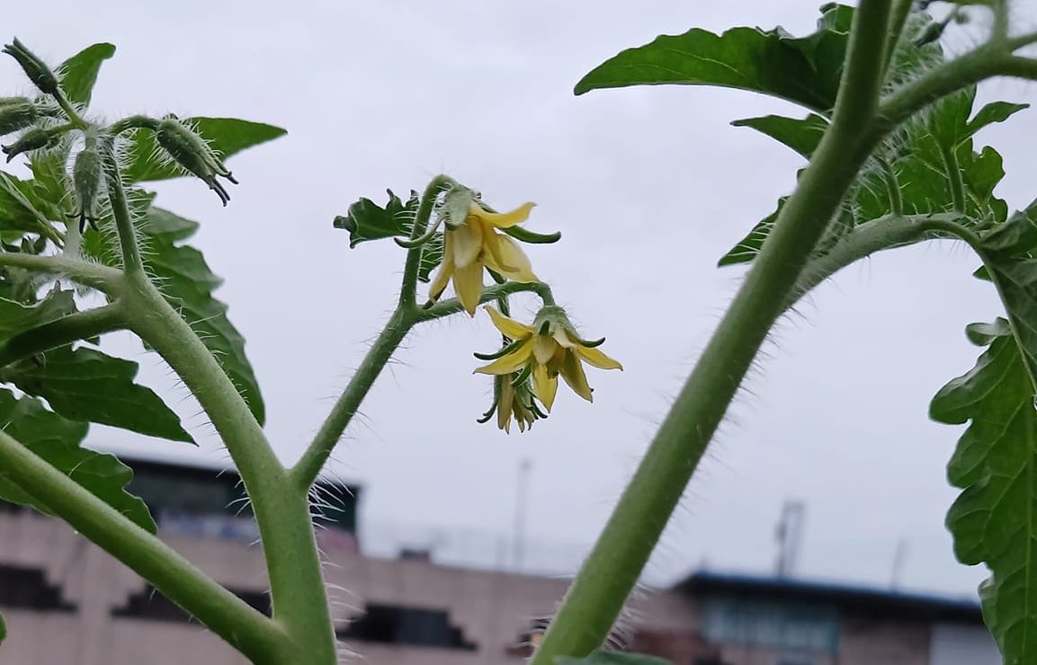 rooftop gardening (13)