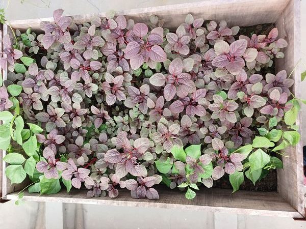 rooftop gardening (3)