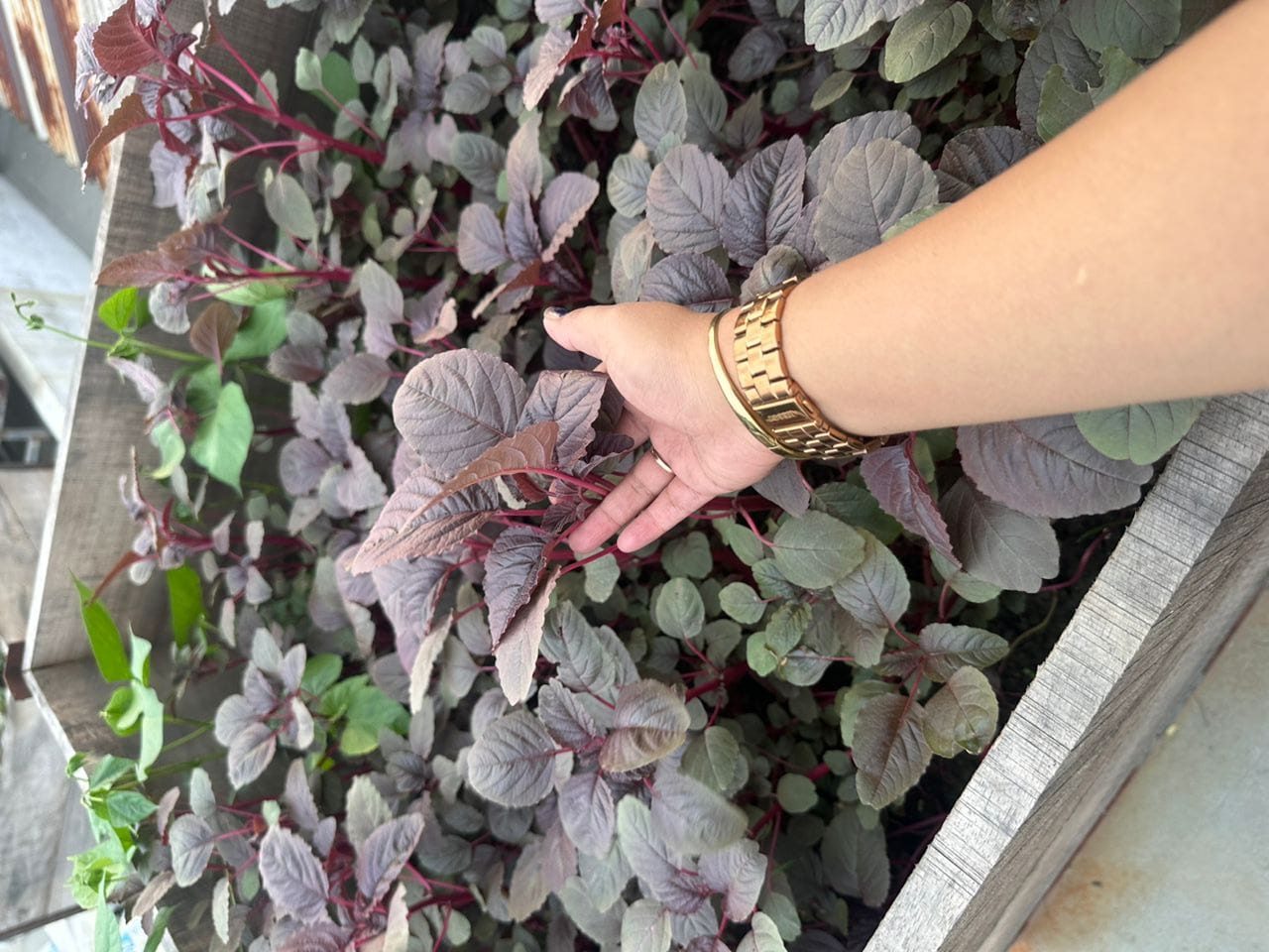 rooftop gardening (4)